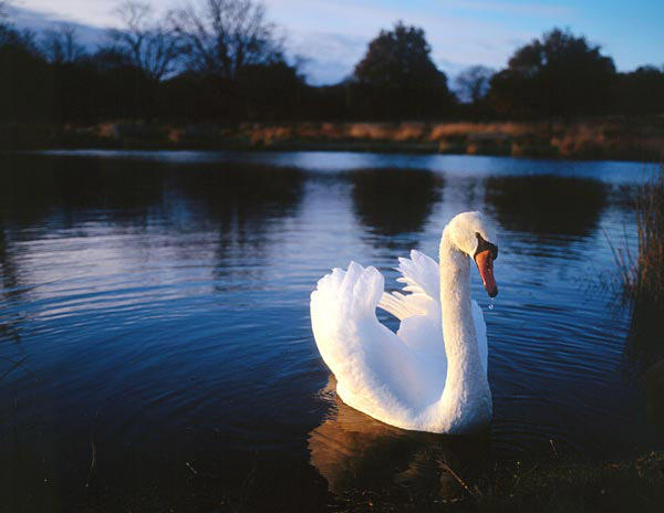 http://www.lightdrawing.co.uk/images/travel/UK/large/swan.jpg